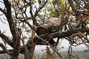 V�el� �l u jezera Tison. Kamerun.