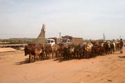 St�do dobytka v ulic�ch m�sta N'Gaound�r�. V pozad� je vid�t vlakov� n�dra��. Kamerun.