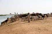 Pastevec na b�ehu �eky Logone u vesnice Maga. Kamerun.