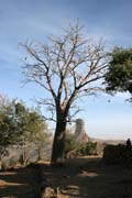 Baobab ve vesnici Rhumsiki (Roumsiki) v poho�� Mandara. Kamerun.