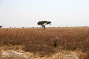 N�rodn� park Waza. Kamerun.