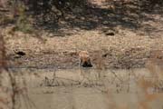 Opice, N�rodn� park Waza. Kamerun.