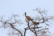 Pt�k L�i��k pestr�, N�rodn� park Waza. Kamerun.