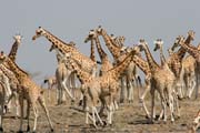 �irafy. N�rodn� park Waza. Kamerun.