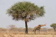 �irafa. N�rodn� park Waza. Kamerun.