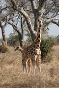 �irafy. N�rodn� park Waza. Kamerun.
