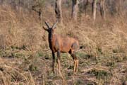 Antilopa (Red Hartebeast), N�rodn� park Waza. Kamerun.