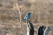 Pt�k (Lilac-breasted Roller), N�rodn� park Waza. Kamerun.