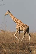 �irafa. N�rodn� park Waza. Kamerun.