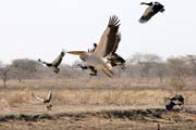 Pelik�ni. N�rodn� park Waza. Kamerun.