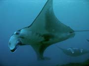 Rejnok manta (Manta birostris) na lokalit� Manta Point u ostrova Nusa Penida. Bali,  Indon�sie.