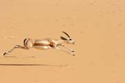 Na Saha�e je tak� �ivot - gazela. Niger.