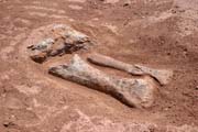 Kosti z dinosaura - brontosaura. Dinousau�� h�bitov v bl�zkosti m�sta Agadez.  Niger.