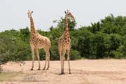 Posledn� voln� �ij�c� �irafy v Z�padn� Africe - rezervace Kourou. Niger.