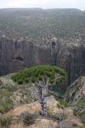 Endemick� strom Dra�� krev (Dracaena cinnabari) na planin� Dixam. Ostrov Socotra (Suqutra). Jemen.