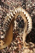 �ralo�� zuby. Ostrov Socotra a oblast rezervace Dihamri. Jemen.