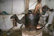 Lisov�n� sezamov�ho oleje za pomoci vel�bloud�. Star� �tvr� m�sta Sana. Jemen.