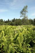 Vodop�dy Goosberry, North Shore, Minnesota. Spojen� st�ty americk�.