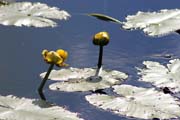 Oblast North Shore, Minnesota. Spojen� st�ty americk�.