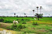 R��ovi�t� v okol� m�sta Phnom Penh. Kambod�a.