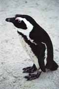 Tu�n�ci na Boulders Beach. Jihoafrick� republika.