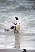 Tu�n�ci na Boulders Beach. Jihoafrick� republika.