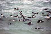 Tu�n�ci na Boulders Beach. Jihoafrick� republika.