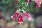 Botanick� zahrada, Cape Town. Jihoafrick� republika.