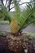 Botanick� zahrada, Cape Town. Jihoafrick� republika.