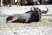 Pak��, Kalahari Gemsbok N�rodn� park. Jihoafrick� republika.