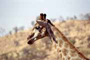 �irafa, Pilansberg N�rodn� park. Jihoafrick� republika.