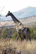 �irafa, Pilansberg N�rodn� park. Jihoafrick� republika.