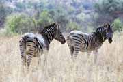Zebry, Pilansberg N�rodn� park. Jihoafrick� republika.