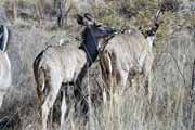 Antilopa kudu, Pilansberg N�rodn� park. Jihoafrick� republika.