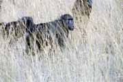 Pavi�n baboon, Pilansberg N�rodn� park. Jihoafrick� republika.