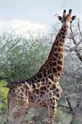 �irafa, Kruger N�rodn� park. Jihoafrick� republika.