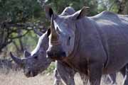 Nosoro�ec, Kruger N�rodn� park. Jihoafrick� republika.