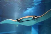 Rejnok manta. Akv�rium ve m�st� Osaka. Japonsko.