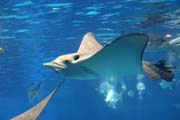 Eagle ray. Akv�rium ve m�st� Osaka. Japonsko.