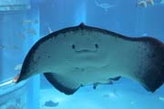 Rejnok. Akv�rium ve m�st� Osaka. Japonsko.