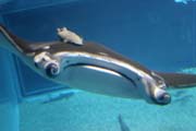Rejnok manta. Akv�rium ve m�st� Osaka. Japonsko.