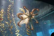 Chobotnice. Akv�rium ve m�st� Osaka. Japonsko.