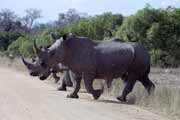 Nosoro�ec, Kruger N�rodn� park. Jihoafrick� republika.