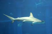 �ralok kladivoun. Akv�rium ve m�st� Osaka. Japonsko.