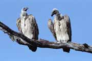 Supov�, Kruger N�rodn� park. Jihoafrick� republika.