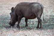Prase bradavi�nat�, Kruger N�rodn� park. Jihoafrick� republika.