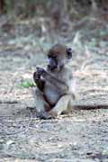 Pavi�n baboon, Kruger N�rodn� park. Jihoafrick� republika.