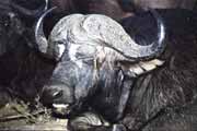 Buvol, Kruger N�rodn� park. Jihoafrick� republika.