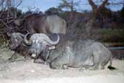 Buvol, Kruger N�rodn� park. Jihoafrick� republika.