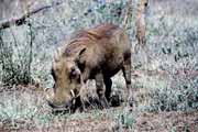Prase bradavi�nat�, Kruger N�rodn� park. Jihoafrick� republika.